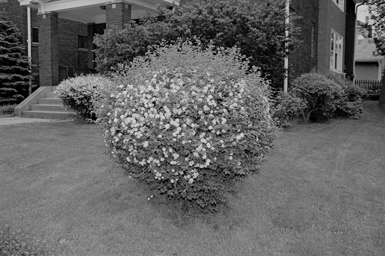 %_tempFileNamesuburban_bush001%