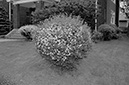 %_tempFileNamesuburban_bush001%