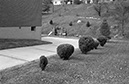 %_tempFileNamesuburban_rnd_bushes002%